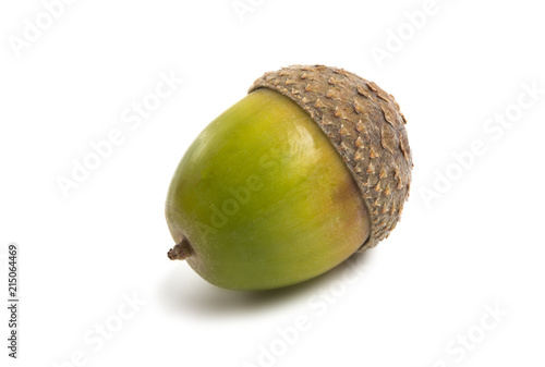 acorn isolated