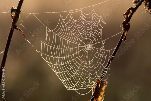 Close up of spider's web on stem photo