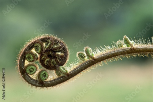 Close up of young fern stem photo
