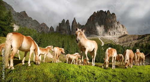 Haflinger horses grazing in a mountain meadow and peaks of the Rosengarten Massif, Tiers, Bolzano-Bozen, Italy, Europe