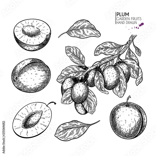 Hand drawn whole plum, slice and branch. Vector engraved illustration. Juicy natural fruit. Food healthy ingredient. For cooking, cosmetic package design, medicinal herb, treating, healt care.
