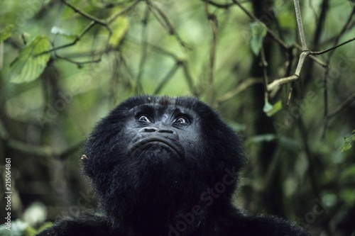 Mountaingorilla (Gorilla beringei) looking up, Virunga National Park, Zaire, Africa photo