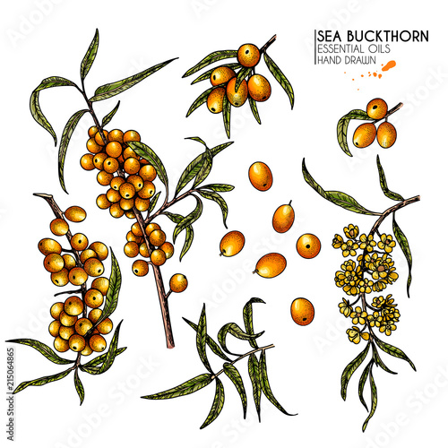 Hand drawn sea buckthorn branch. Vector colorfull engraved illustration. Healing tea and medical eatable berry. Food ingredient, cooking, beauty. For cosmetic package design, medicinal herb, treating.