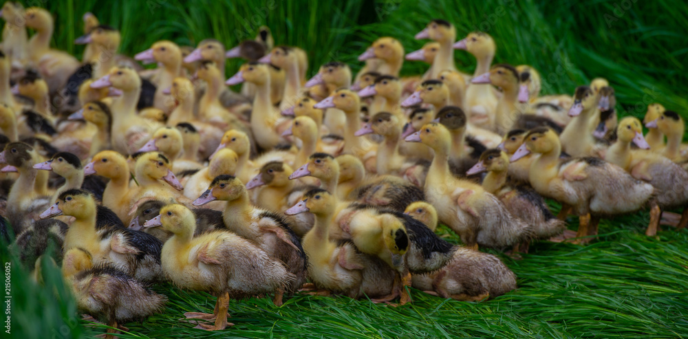 Obraz premium Group of young yellow ducks breeding in a near tall grass