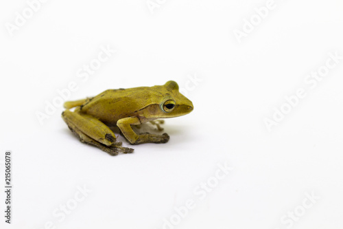 Image of Yellow frog on a white background