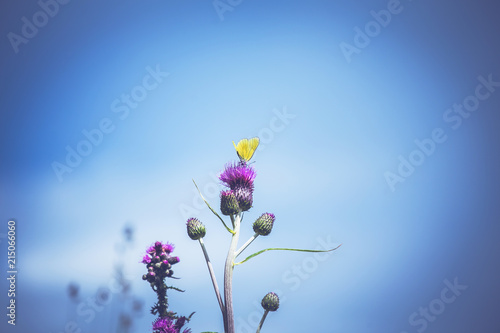 Soft focus of grass flower with filtered vintage color tone.