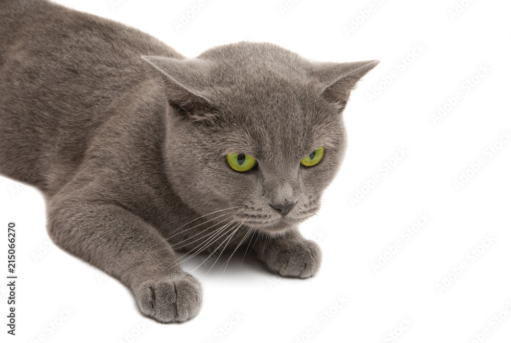 gray cat close-up
