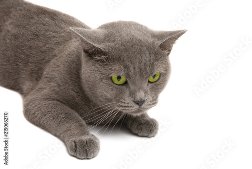 gray cat close-up