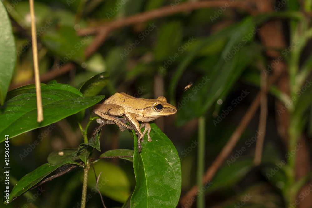Image of yellow frog with nature in Thailand Image of yellow frog with nature in Thailand