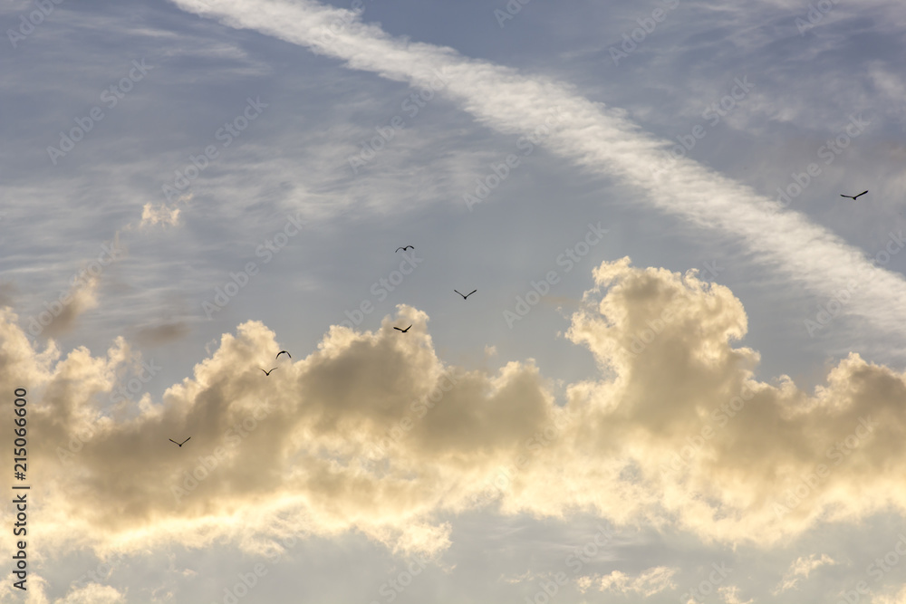 oiseaux dans les nuages