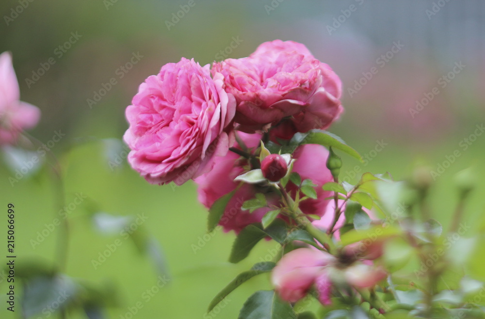 Flower for card decoration and agriculture design concept. Pink roses in the garden on a summer day.