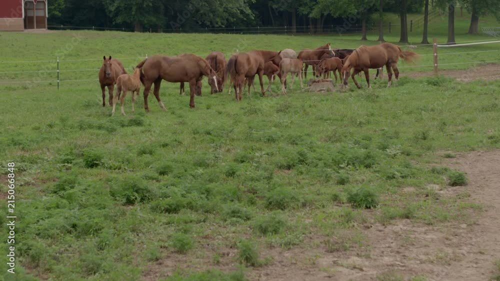 Drone pushing towards horses and baby horses grazing in a pasture near a fence at Crooked Creek Drone pushing towards horses and baby horses grazing in a pasture near a fence at Crooked Creek