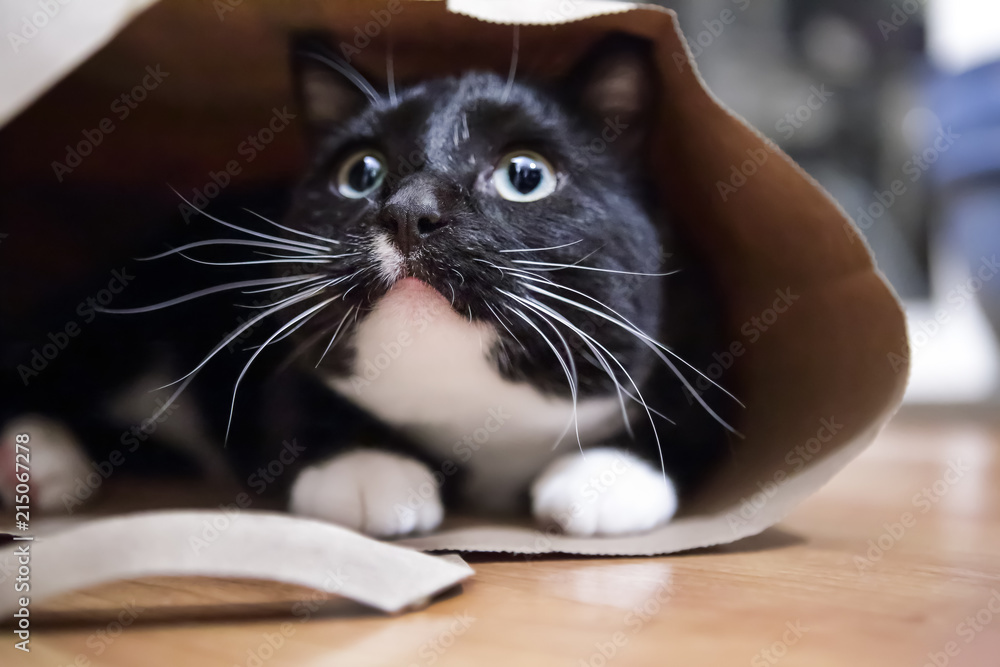 Fototapeta Black and white cat in a paper bag, shallow focus on nose