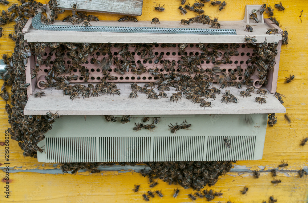 Bee family on the blue hive 1 Bee family on the blue hive 1
