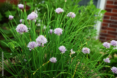 Chives with blossoms - Garden Herbs 