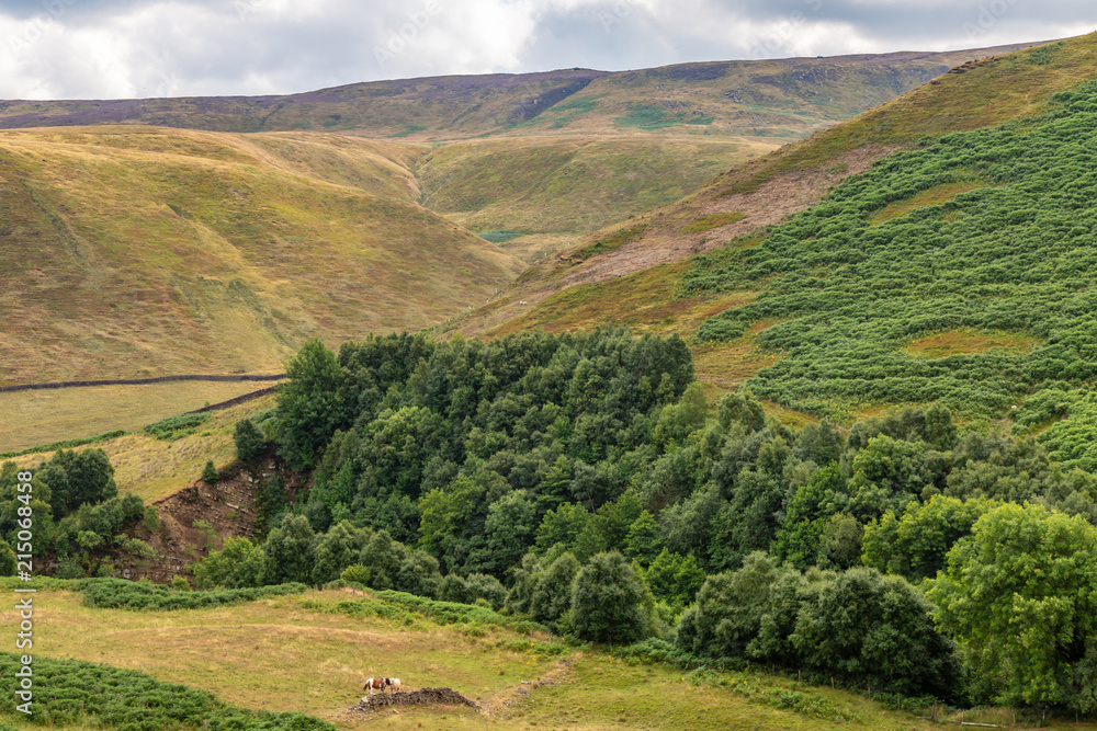 Obraz premium Hills and trees in the Derbyshire countryside