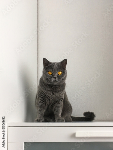 British cat is sitting on the furniture. Background for an inscription. A resting cat. gray cat. Orange eyes. A fully mature British Blue female, showing the characteristic heavy jowls