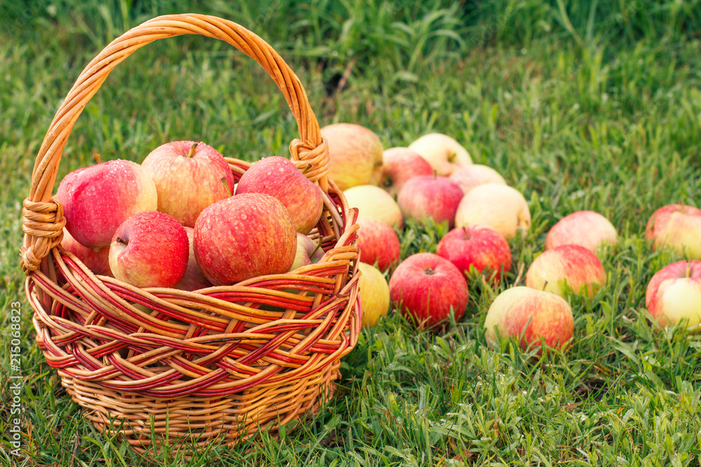 Red apples in a wicker basket and on green grass in the orchard. Fresh ripe apples Red apples in a wicker basket and on green grass in the orchard. Fresh ripe apples