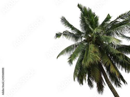 Coconut palm tree leaves isolated on white background