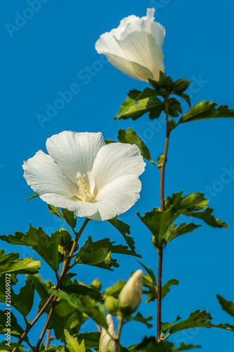 White china rose flower in a garden. photo