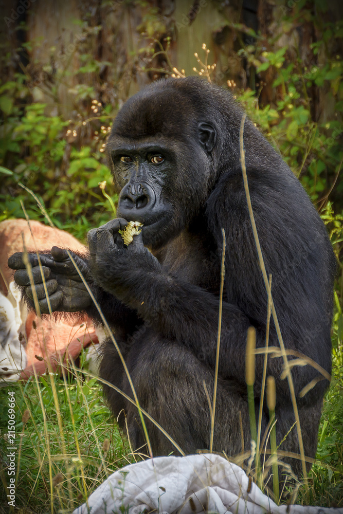 Naklejka premium Gorilla is Eating Food
