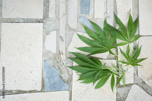 hemp leaves on a structured stone floor