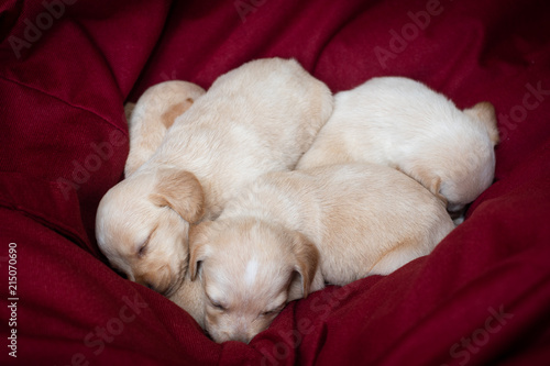 cute little puppies © GrasePhoto