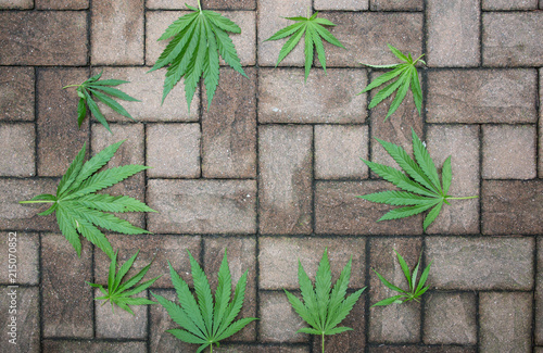 hemp leaves on a structured stone floor