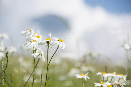 Fiori di montagna photo