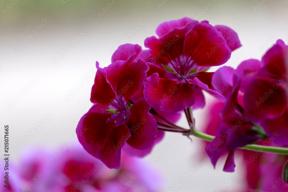 Fototapeta premium Geranienblüte - Pelargonie