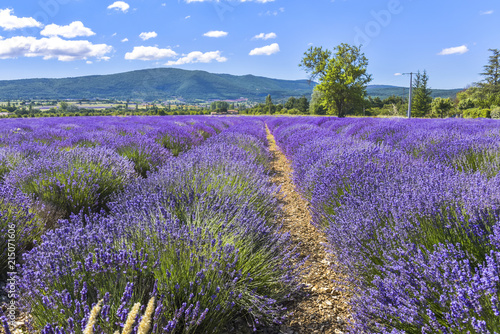Blloomy lavender field near Sault, Provence, France, department Vaucluse, region Provence-Alpes-Côte d'Azur, moutain range in background