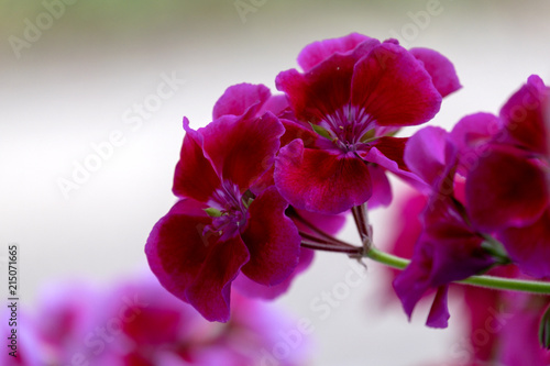 Fototapeta Naklejka Na Ścianę i Meble -  Geranienblüte - Pelargonie