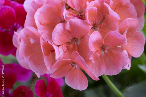 Fototapeta Naklejka Na Ścianę i Meble -  Geranienblüte - Pelargonie
