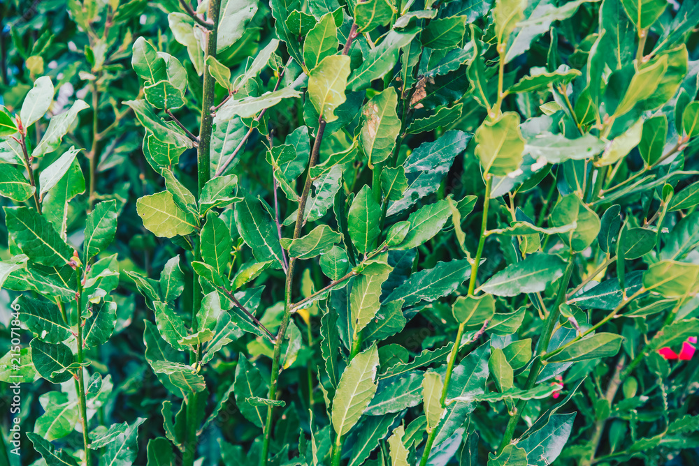 Fototapeta premium Green fresh bay laurel,Laurus nobilis