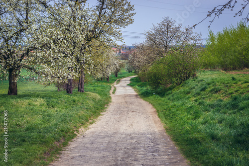 Country road in Sidleny Wine Cellars near small town Milotice, Czech Republic photo