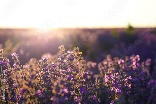 Fototapeta Naklejka Na Ścianę i Meble -  Beautiful blooming lavender in field on summer day