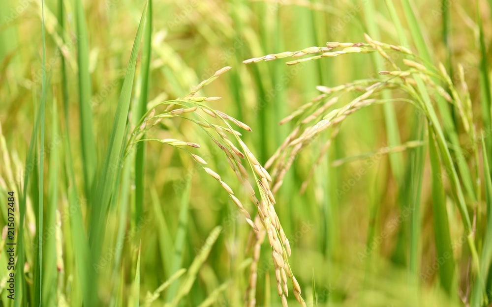 Rice field closeup blur nature landscape background Rice field closeup blur nature landscape background