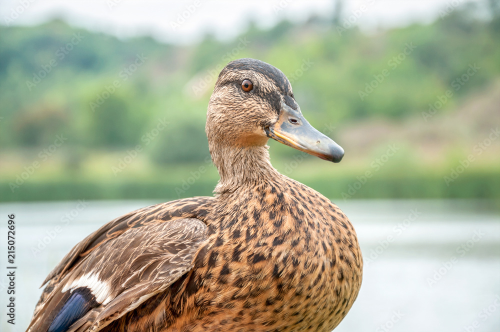 Fototapeta premium wild duck in natural habitat (Anas platyrhynchos)