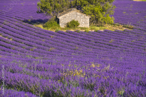stone hut surrounded by lavender field near Sault, Provence, France