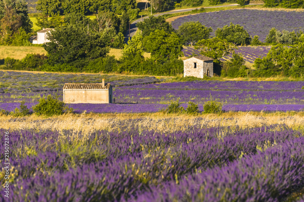 lavender landscape with different huts near village Sault, Provence, France lavender landscape with different huts near village Sault, Provence, France