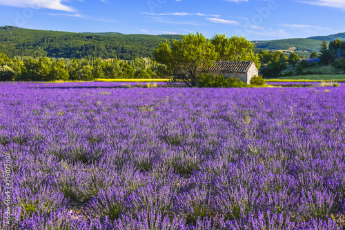 landscape panorama with large lavenderfield and stone hut, Provence, France, near Sault, department Vaucluse, region Provence-Alpes-Côte d'Azur