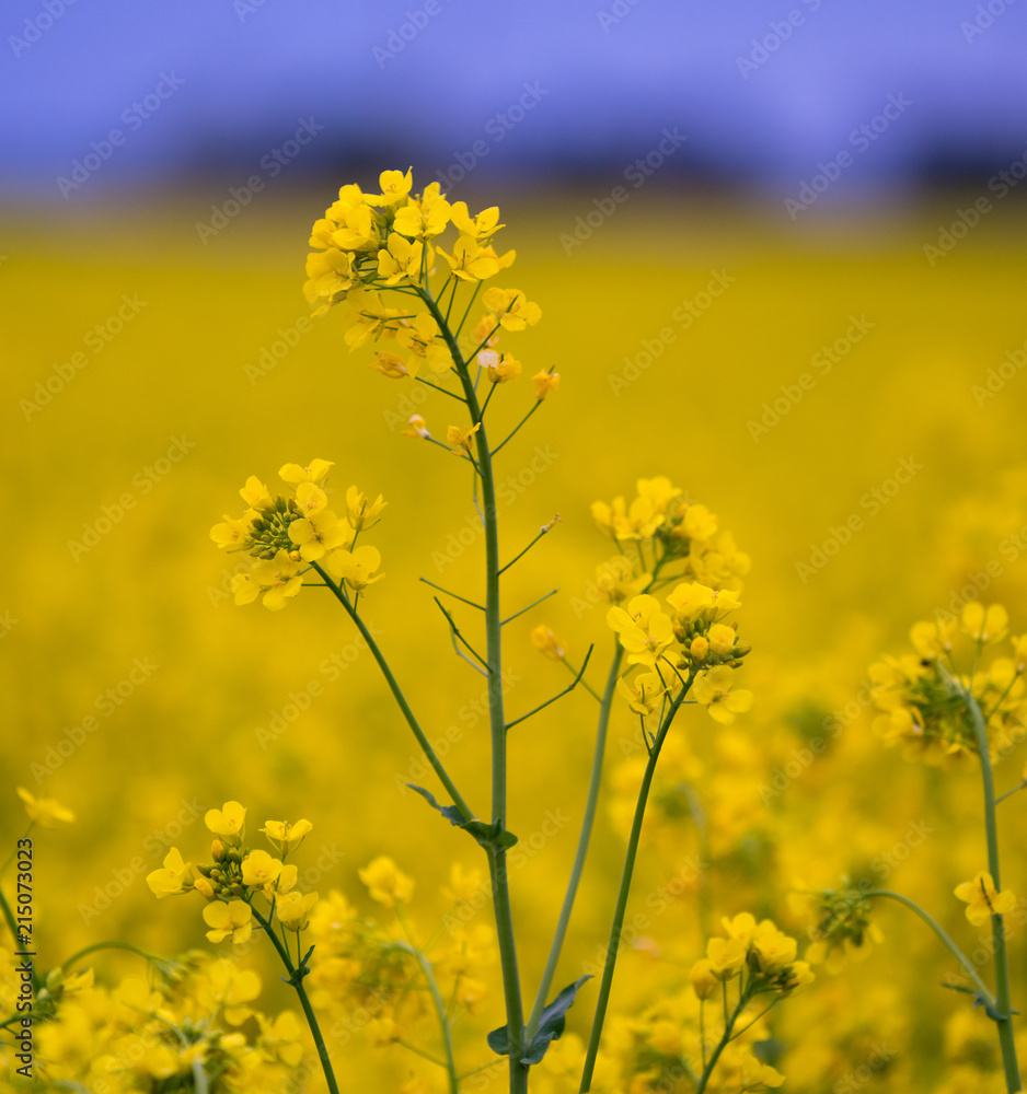 Rapeseed plant blooming in the summer field with blurry background. Rapeseed plant blooming in the summer field with blurry background.