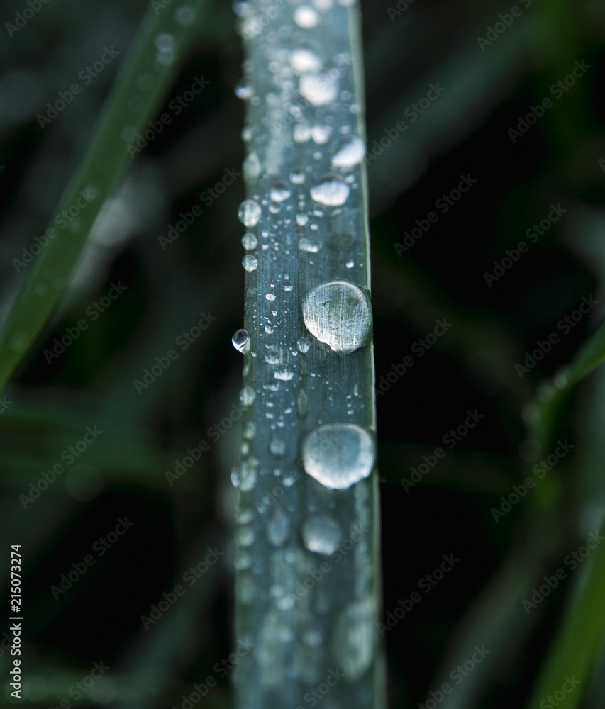 Closeup of water drops on grass after a rain.