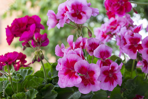 Fototapeta Naklejka Na Ścianę i Meble -  Geranienblüte - Pelargonie