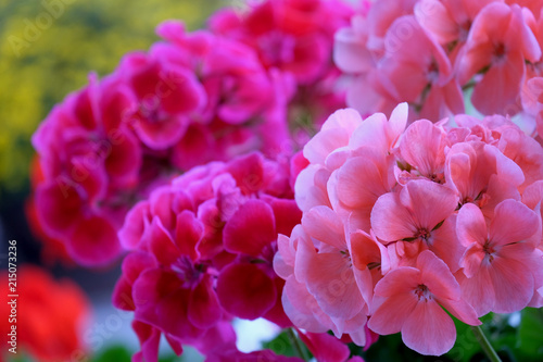 Fototapeta Naklejka Na Ścianę i Meble -  Geranienblüte - Pelargonie