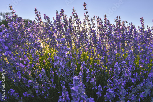 sunray and lavender in the Provence  France  low sun behind lavender in the evening time