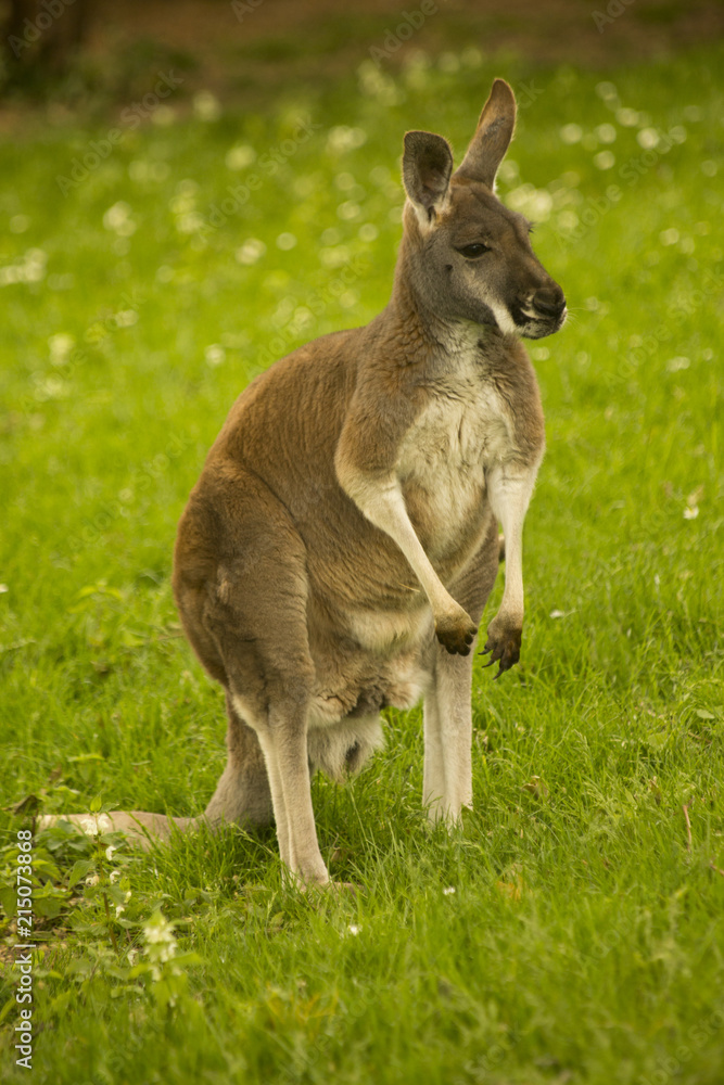 Red Kangaroo (Macropus rufus).