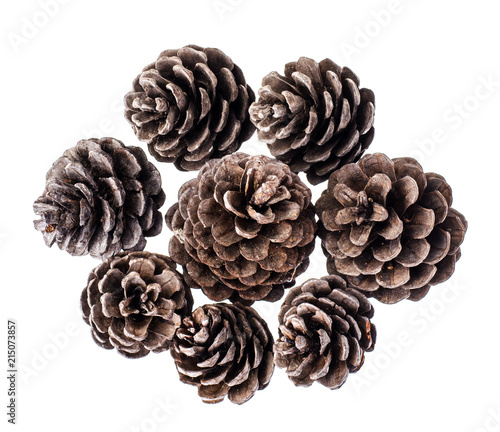 Many brown color natural dry pine cones on white background © ArtCookStudio