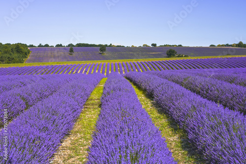 lavender field extended over several hills, Provence, France, landcsape panorama with Mont-Ventoux at the horizon