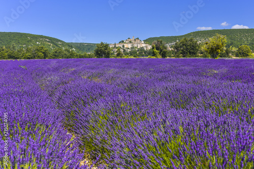 lavender filed with village Banon, Provence, France, panorama view, department Alpes-de-Haute-Provence